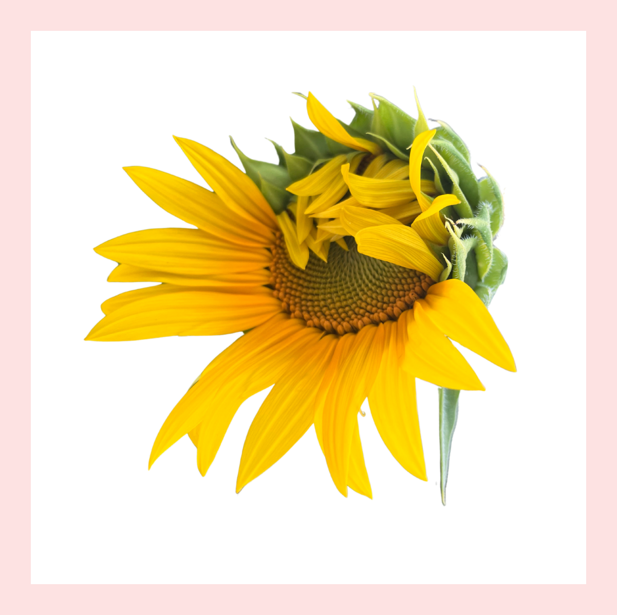 Tank top graphic image of a blooming sunflower with a pale pink square border.