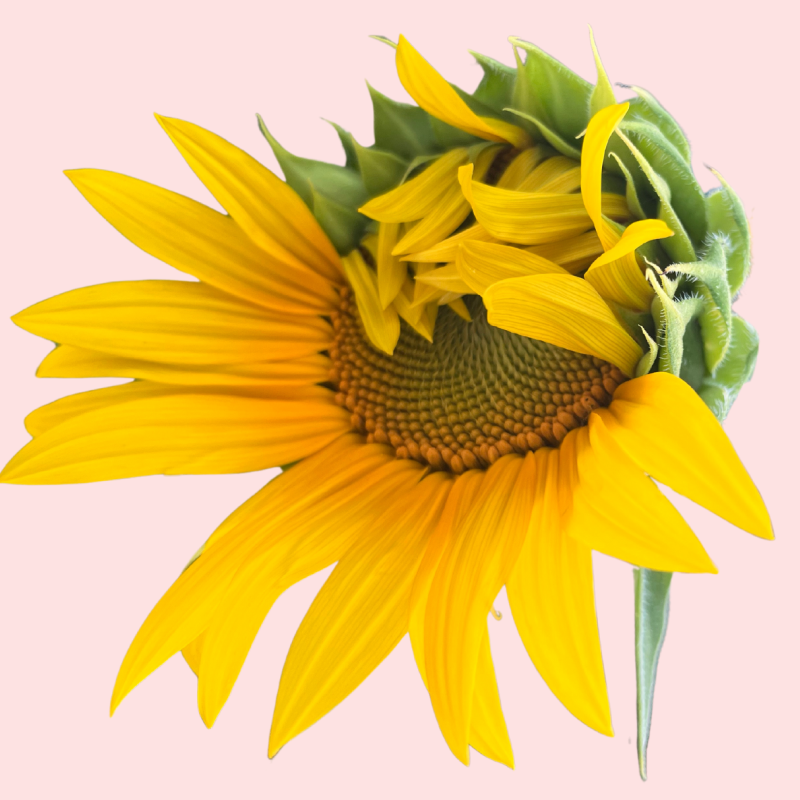 Blooming Sunflower with pink background.