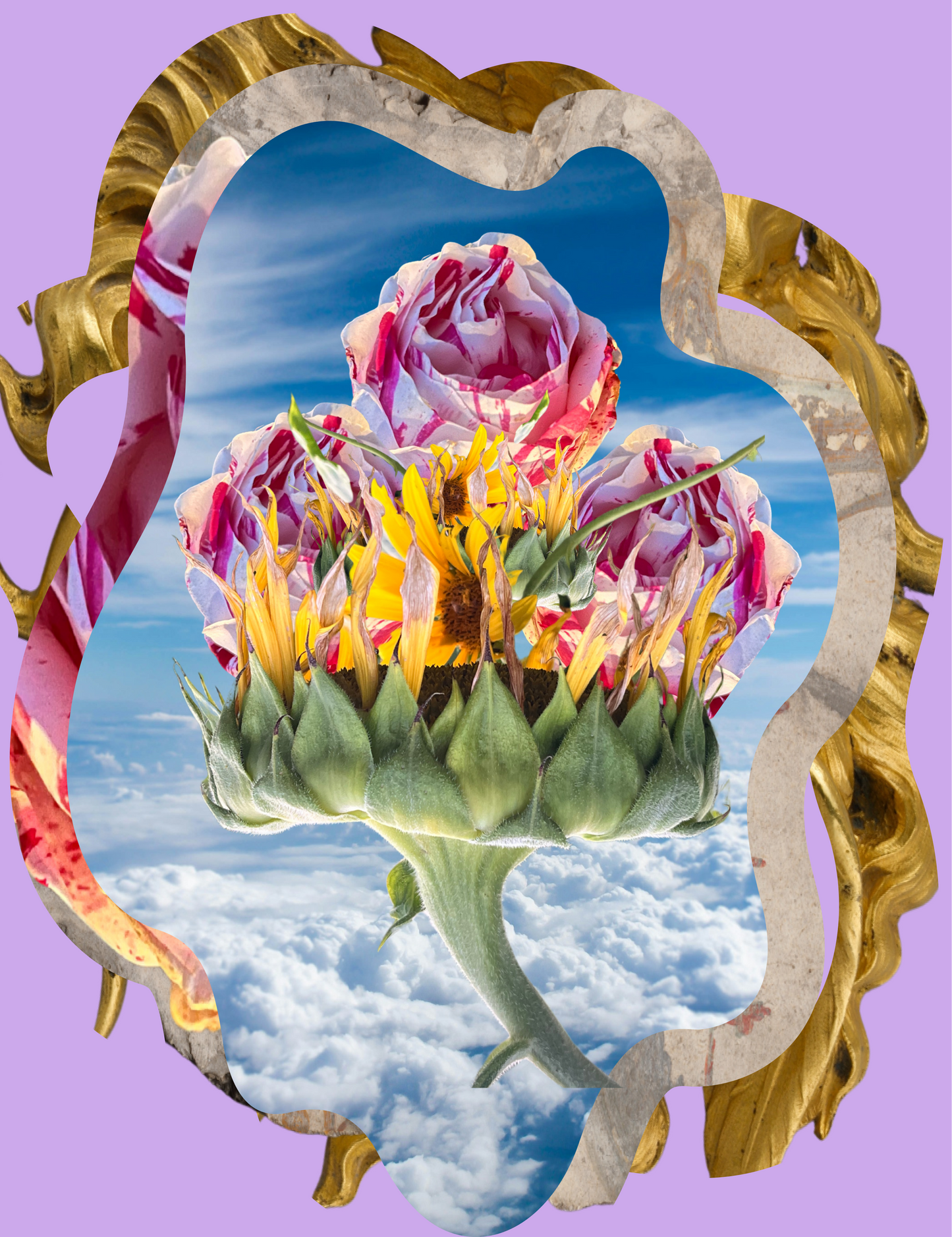 Close up image of the printed grahic. Centered photo digital print graphic with purple background. A curved frame encloses three red striped roses on a sunflower floating in clouds.