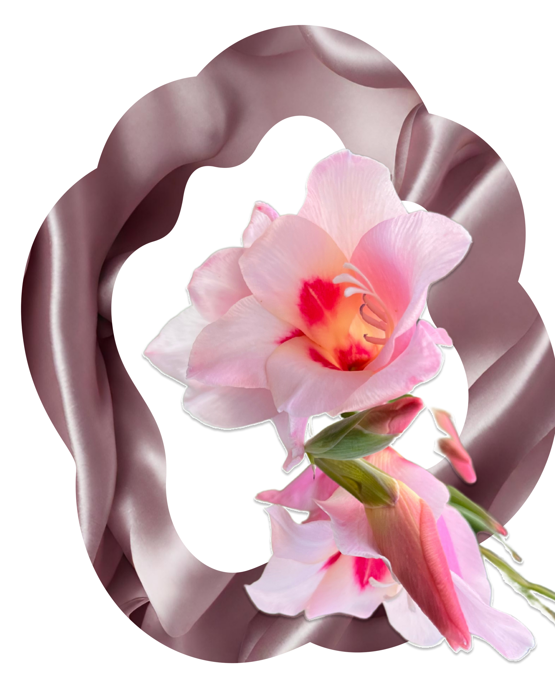 T Shirt graphic. Wavy oval shaped border with flowing pink satin background encases a pink hyacinth flower in bloom and with buds. 