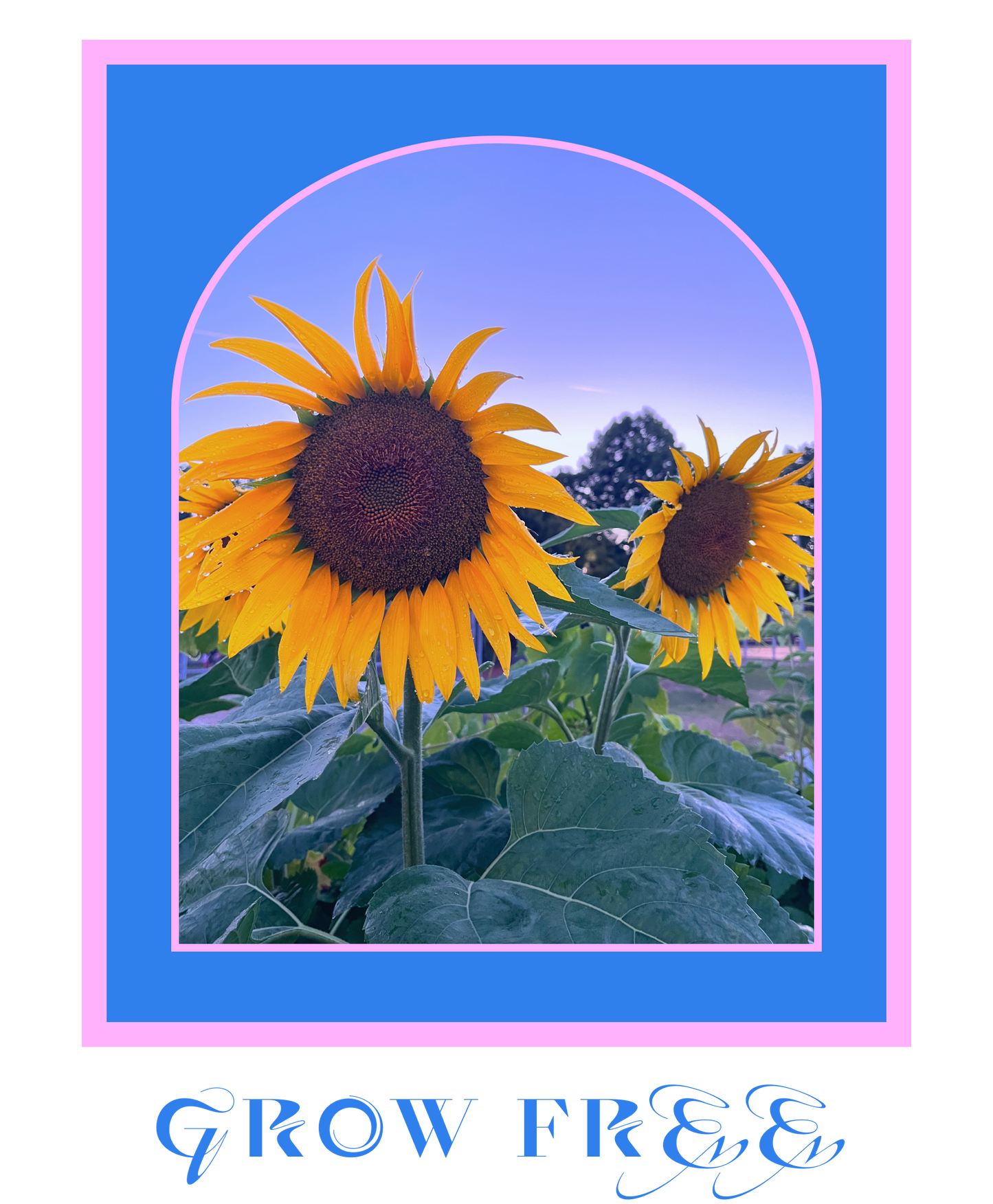 Digital print photo collage graphic. Cornflower blue rectangle with pink border. At the centter is an arched image of two sunflowers in a garden. Under the image texts says grow free in a fancy cornflower blue font.